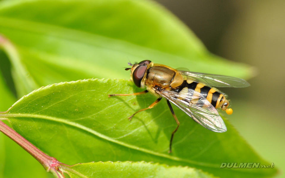 Hoverfly (Male, Epistrophe melanostoma)